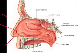 Please review the anatomic diagrams on the the nasal cavity is divided into two chambers by the nasal septum. Nasal Cavity Flashcards Chegg Com