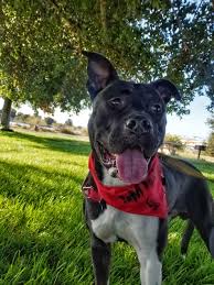 Although these breeds are working dogs ours are very much. Brody Rocket Dog Rescue