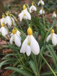 Galanthus Primrose Warburg Plants Primrose Bulb