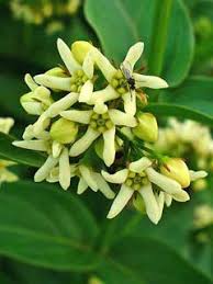 Image result for Vincetoxicum