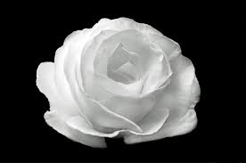 Black And White Background Images Free Download White Rose On The Black Background 1920 X 1272 Size Available For Free Download Higher Res For Sale 1 Enla White Roses Black Backgrounds Black And White
