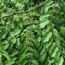 Image result for Psydrax