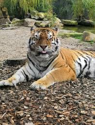 Pin By Alexsander Lezama Solano On Animais Wild Cats Animals Beautiful Animals Wild