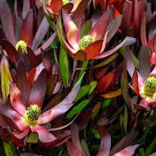 Safari sunset flowers is use in prepare decoration of flowers bouquet. Safari Sunset Xtravaganza Flowers Export Quality Cut Flowers