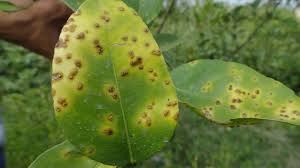 Lemon Diseases And Pests Description Uses Propagation