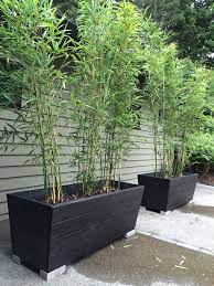 In this case we used 3x #10 size fargesia scabrida. 9 Best Black Bamboo Ideas Black Bamboo Bamboo Bamboo Garden