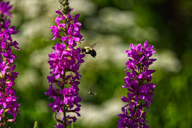 Image result for Lythraceae