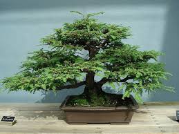 Maybe you would like to learn more about one of these? 64 Incredible Types Of Bonsai Trees With Pictures Florgeous