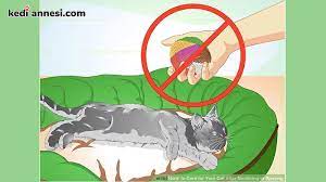 kedilerde kisirlastirma sonrasi bakim kediannesi com