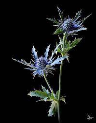 Pin On Color Flower Photography