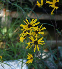 Image result for Helianthus angustifolius