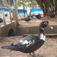 Giống vịt xiêm có thời gian sinh trưởng ngắn, dễ nuôi, ít bệnh tật, chi phí đầu tư chuồng trại thấp đơn giản, thịt ngon nhiều lạc giá trị kinh tế cao. Ngan Ná»™i Vá»‹t Xiem