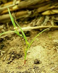 Image result for Commelina subulata