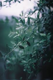 That Kind Of Woman Nature Cool Words Life