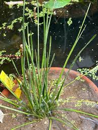 Image result for Zephyranthes candida
