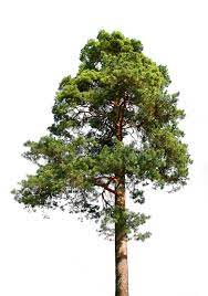 Lone Pine Tree On White Lone Green Pine Tree Isolated On White Affiliate Tree Pine Lone Isolated G Palm Trees Painting Pine Tree Drawing Tree Art