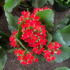 Image result for Kalanchoe