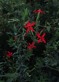 Bok choy, cilantro, herbs, cucumbers, hot peppers, cabbage, hanging baskets. Bleeding Heartland