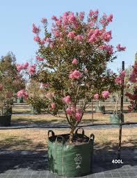 Image result for Lagerstroemia