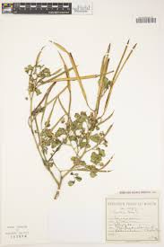 Image result for Rhynchosia goetzei