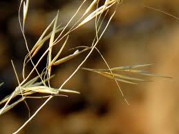 Image result for Aristida diffusa