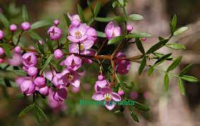 Plant Of The Week Dendrobiums Sp Episode 1 Scientific Name Dendrobium Speciosumcommon Name Rock Orchid Sydney Rock Orchidnative Habitat Growing On Granite Cliff Faces Or Boulders Plant Type Lithophyte Description Consisting Of