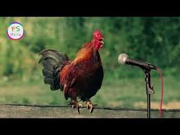 Cok Komik Tavuk Sarkisi Ve Dans Eden Horoz Very Funny Chicken Song Dancing Rooster Youtube 2020 Komik Horoz Cok Komik