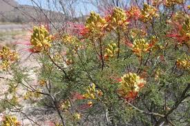 Image result for Erythrostemon