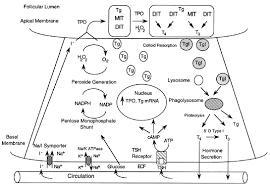 Physiology And Tests Of Thyroid Function Glowm