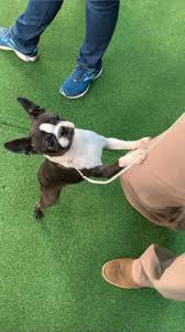 I recorded a video of rufus singing happy birthday ages ago. Boston Terrier Bostonterrier Gifs Get The Best Gif On Giphy
