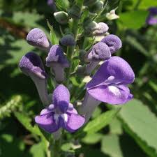 Image result for Scutellaria violascens