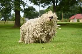 Image result for Komondor