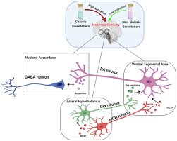 We did not find results for: Frontiers Neuroendocrine And Metabolic Effects Of Low Calorie And Non Calorie Sweeteners Endocrinology