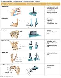 Type Of Joint Found In The Knee And Elbow Here Are Some Types Of Joints And How They Differ In The Body Koibana Info Human Anatomy And Physiology Joints Anatomy Human