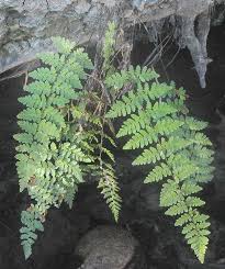 Image result for Cheilanthes quadripinnata