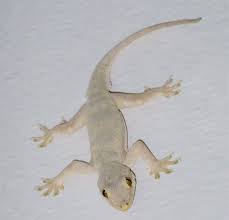 Saryun jinem dan seekor tokek halaman all kompasiana com. Pipis Eek Dan Ekor Cicak Jatuh Di Kepala Agan Sista Firasat Apa Ya Kaskus