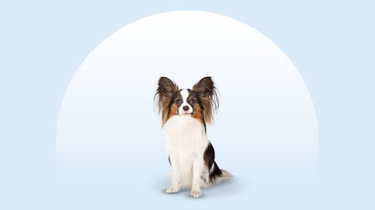 Papillon Breed: Characteristics, Care & Photos | Chewy