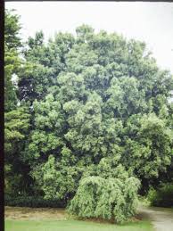 Image result for Elaeodendron croceum
