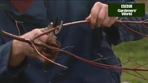 But is it good for other plants other than succulents and cacti? How To Take Dogwood Cuttings Bbc Gardeners World Magazine