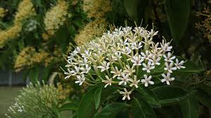 Image result for Tarenna leonardii