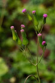 Image result for Emilia sonchifolia