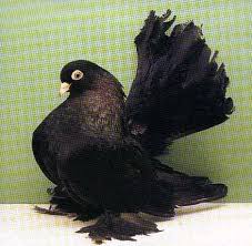 Kazan Tumbler Pigeon Rostov Tumbler Pigeon Pictures Encyclopedia Of Pigeon Breeds Tumbler Pigeons Pigeon Pictures Pigeon Breeds