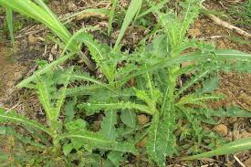 Image result for Sonchus luxurians
