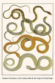 Snakes Of Ceylon Or Sri Lanka Bali The Cape Of Good Hope Hope Art Snake Art Snake