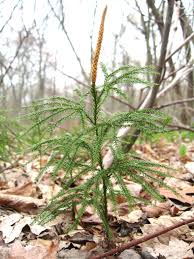Image result for Lycopodium