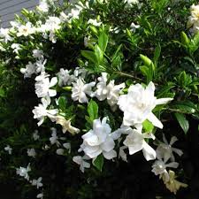 Download a free copy from the adobe web site. August Beauty Gardenia Heavenly Scented Gardenia Plantingtree