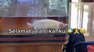 Kuyou.id kumpulan berita dan informasi indonesia yang menjadi pembicaraan, dikelompokan berdasarkan tokoh atau figur yang menjadi topik bahasan Viral Ikan Rp 700 Juta Mati Di Akuarium Bikin Perasaan Warganet Campur Aduk