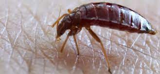 Kevin carrillo is a pest control specialist and the senior project manager for mmpc, a pest control service and certified in fact, the bites are impossible to diagnose without determining if you actually have bed bugs. How Do You Tell They Are Bed Bug Bites Rentokil Singapore
