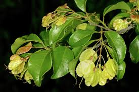 Image result for Hymenocardia ulmoides