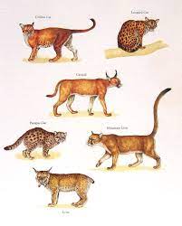 Popular Items For Golden Cat On Etsy Animals Wild Big Cats Art Leopard Cat